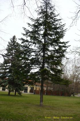 Abies nordmanniana
